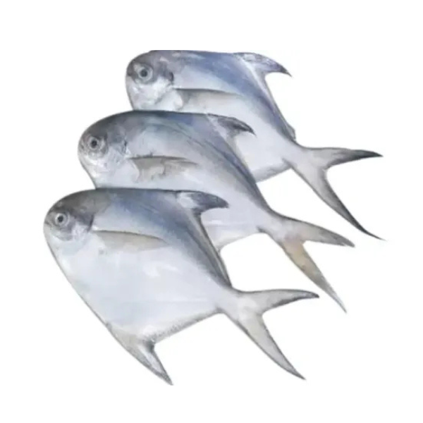 রুপচাঁদা -কেজি